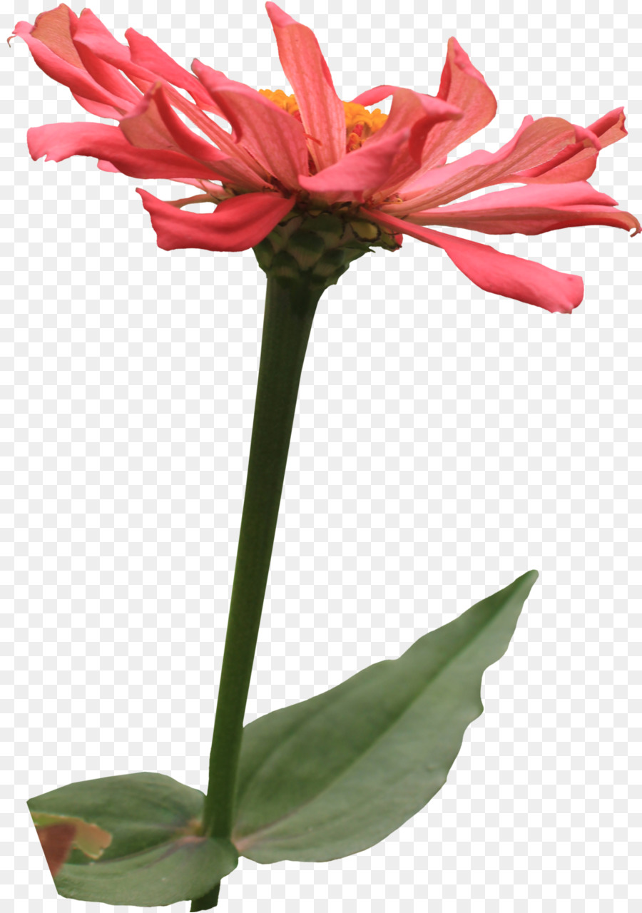 Flor，Zinnia PNG