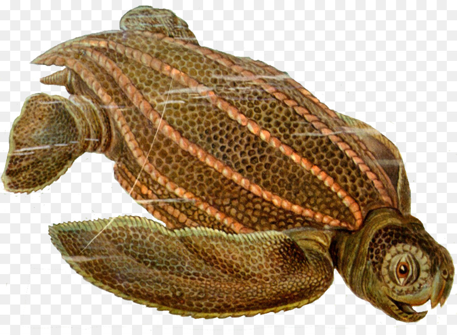 Tortuga，Archelon PNG