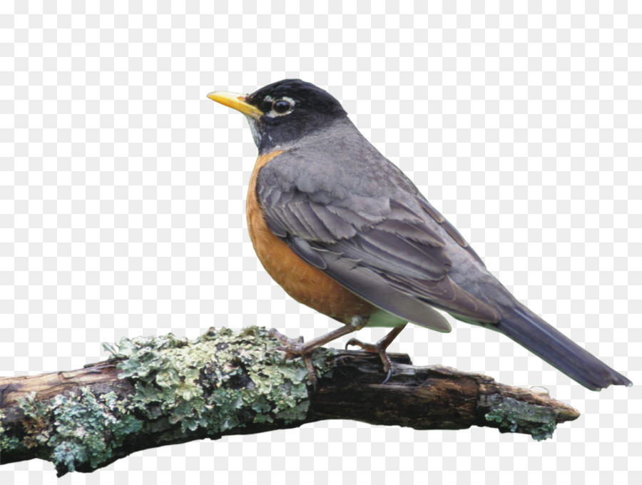 Pájaro，Europea Robin PNG