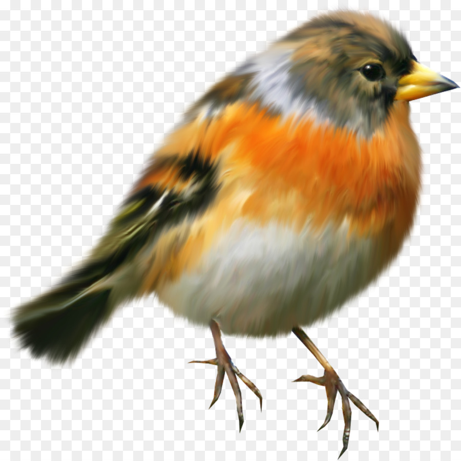 Pájaro，Europea Robin PNG