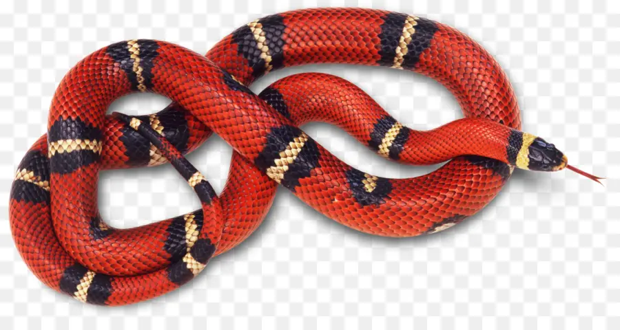 La Serpiente，Reptiles PNG