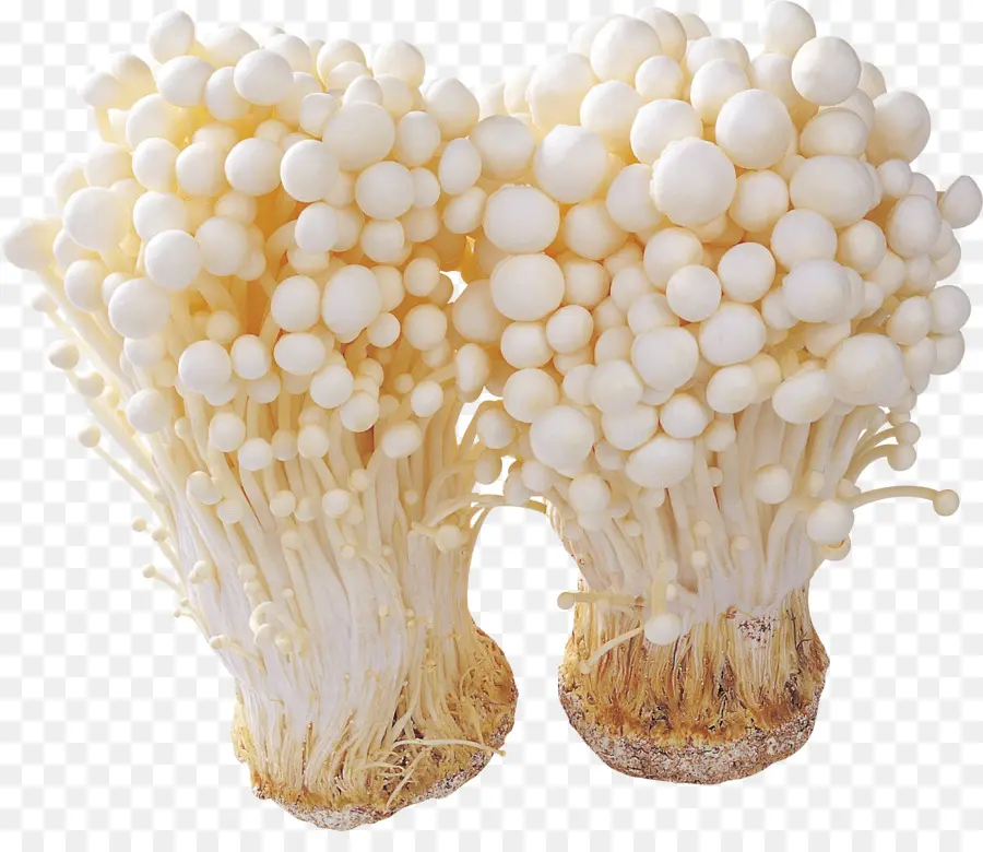 Hongos Enoki，Grupo PNG