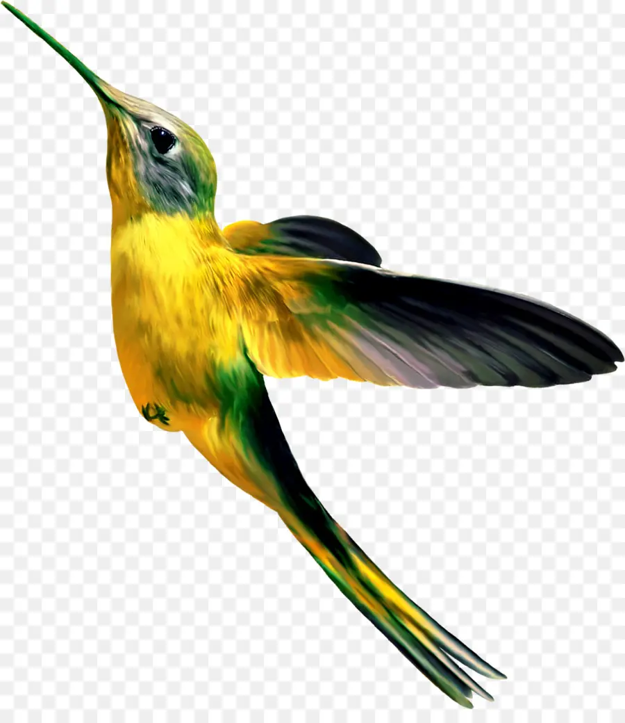 Pájaro，Colibrí PNG