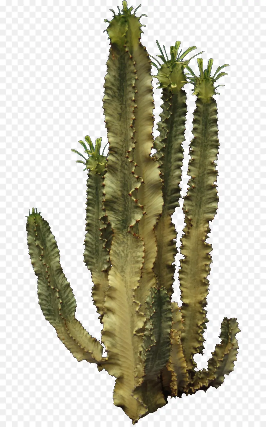 Cactus Alto，Verde PNG