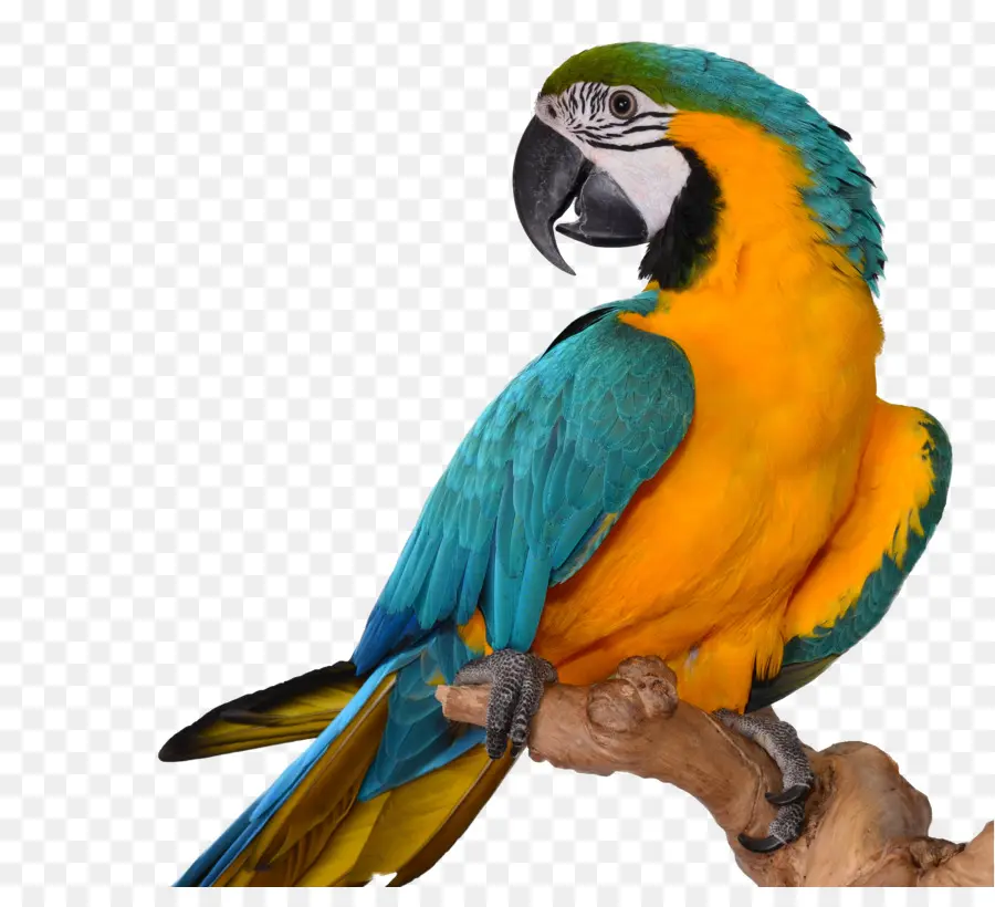 Parrot，Pájaro PNG