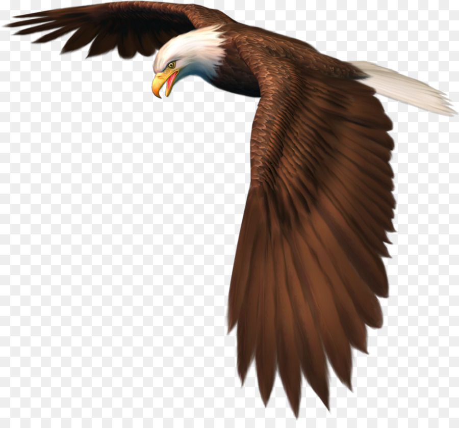 Pájaro，águila PNG