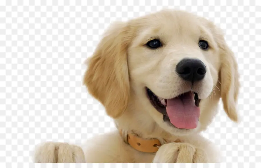 Labrador Retriever，Bulldog PNG