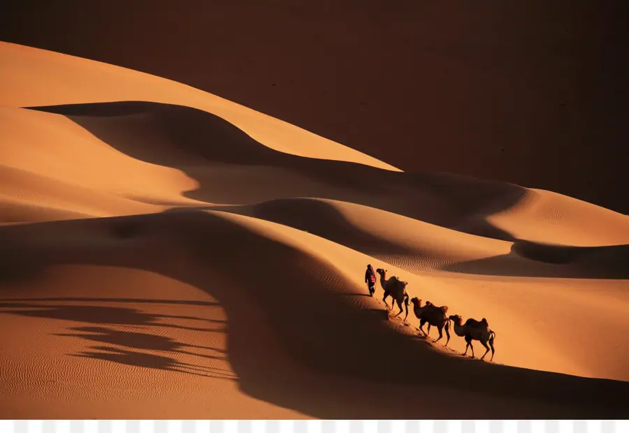 Sahara，Camel PNG