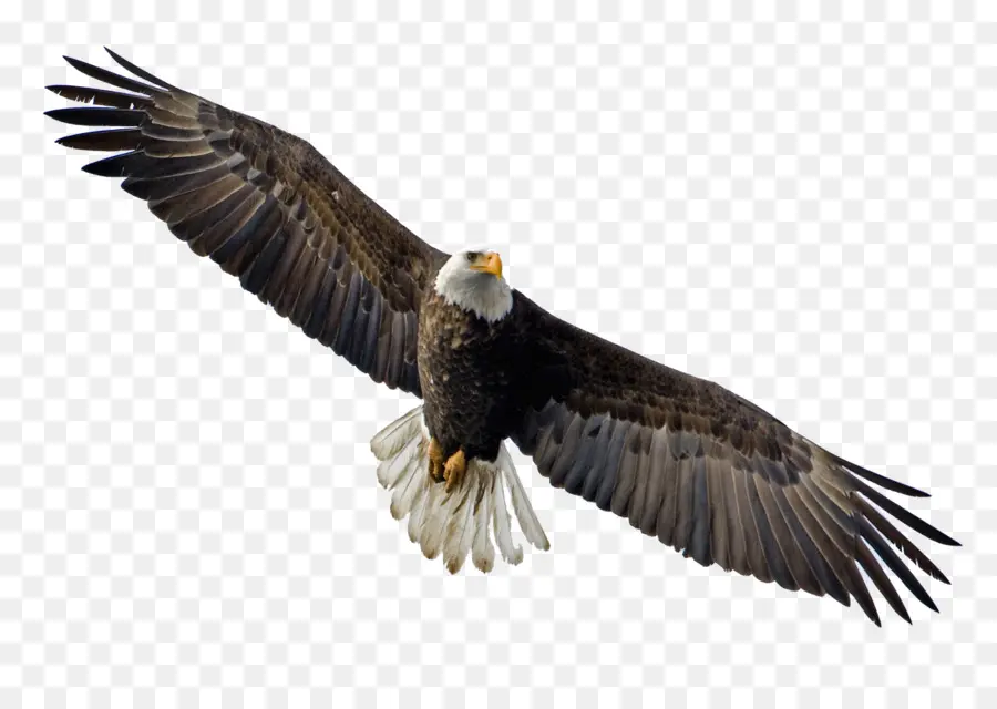 Águila，Vuelo PNG