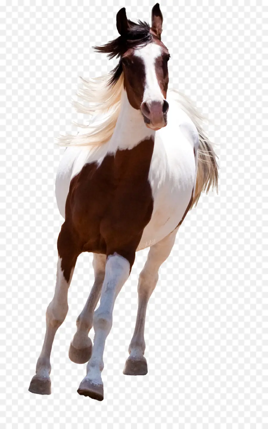 Mustang，American Paint Horse PNG