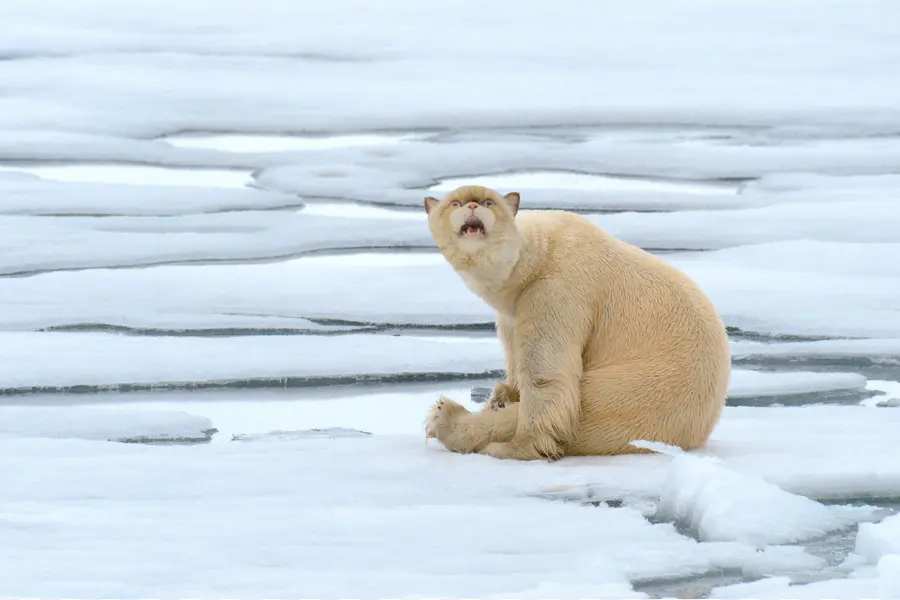 Oso Polar，Hielo PNG