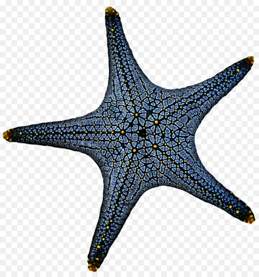 Linckia Laevigata，Estrella De Mar PNG