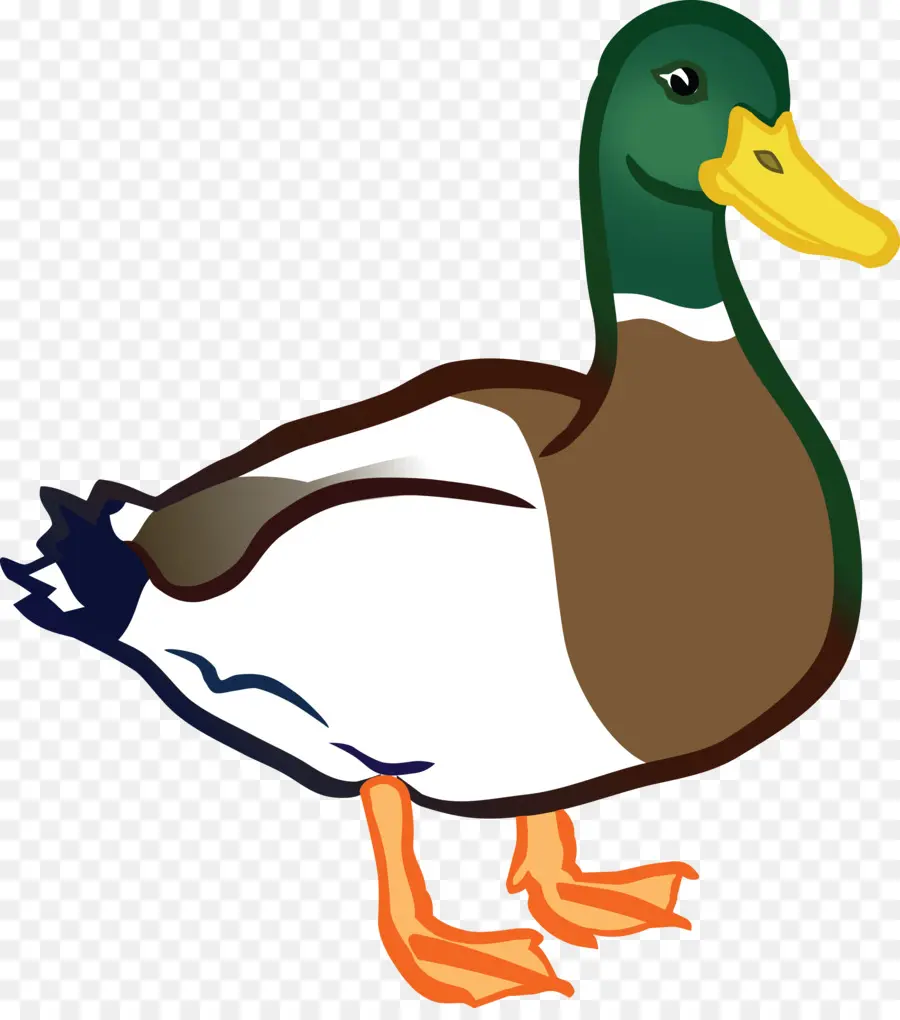 El ánade Real，Pato PNG