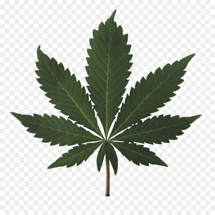 El Cannabis Una Historia，El Cannabis Medicinal PNG