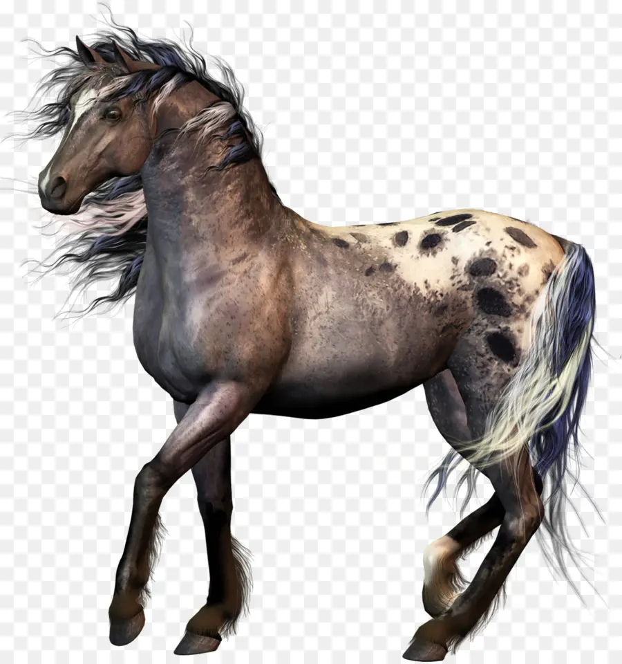 Caballo Gris，Semental PNG