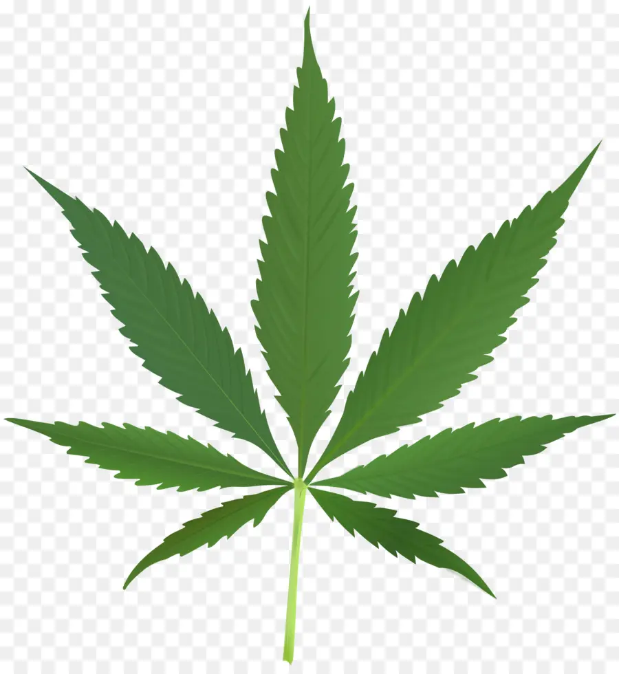 Cannabis Sativa，La Marihuana PNG