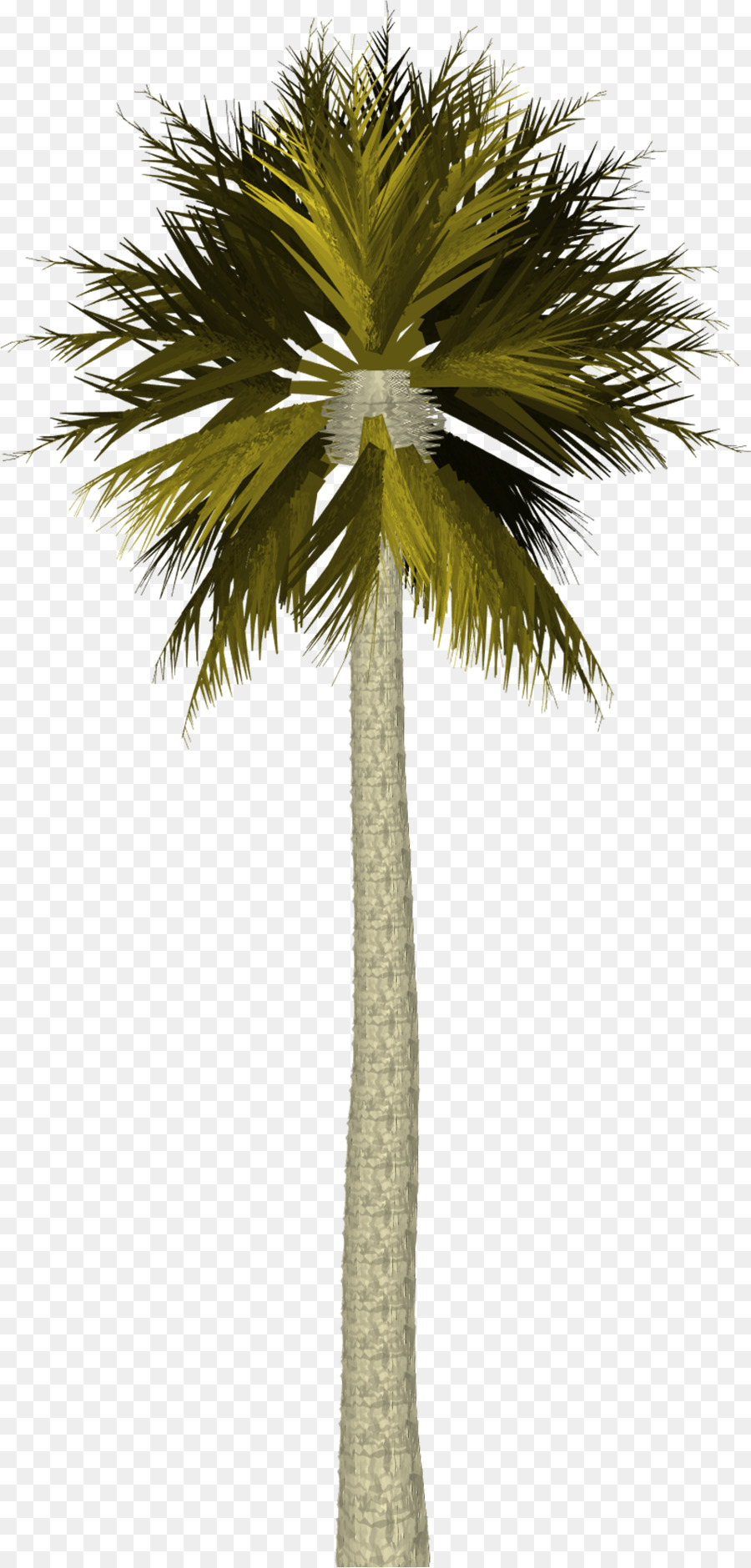 Palmera，Playa PNG