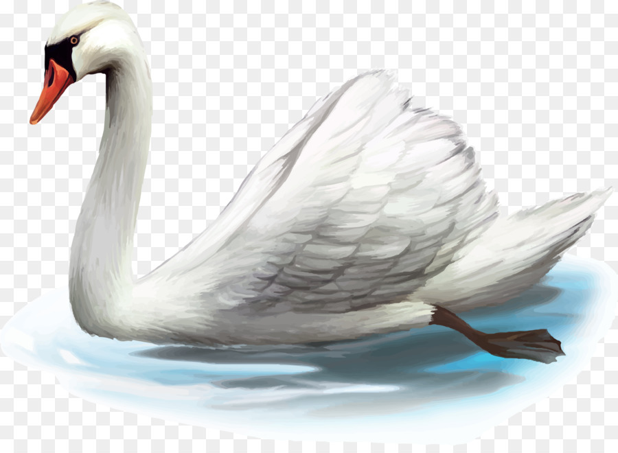 Cisne，Pato PNG