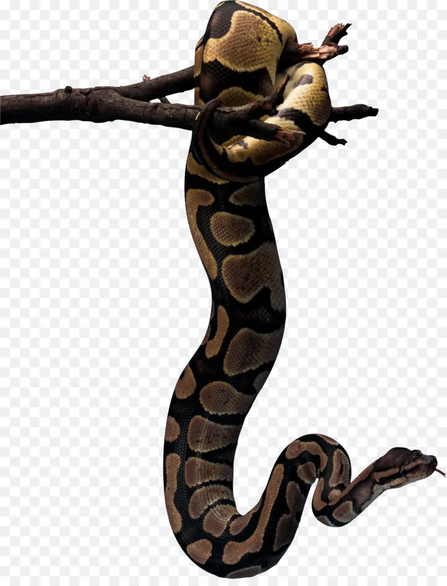 Reptiles，La Serpiente PNG