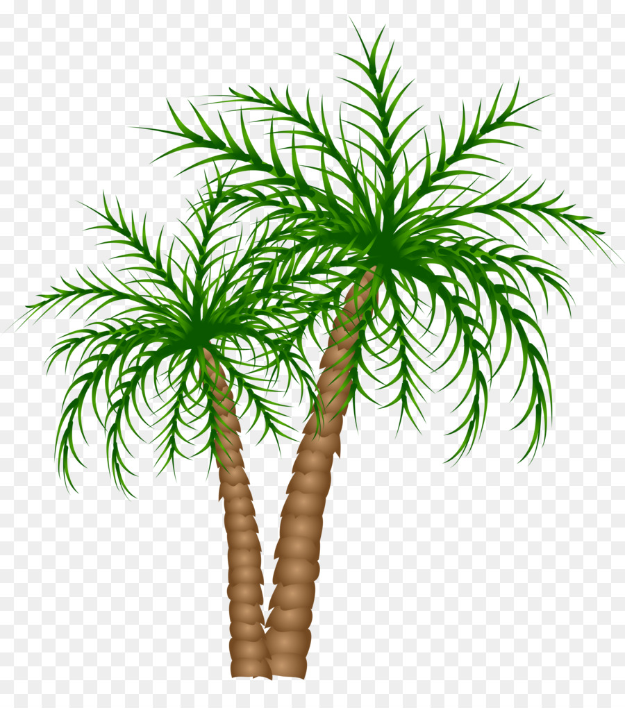 Arecaceae，árbol PNG