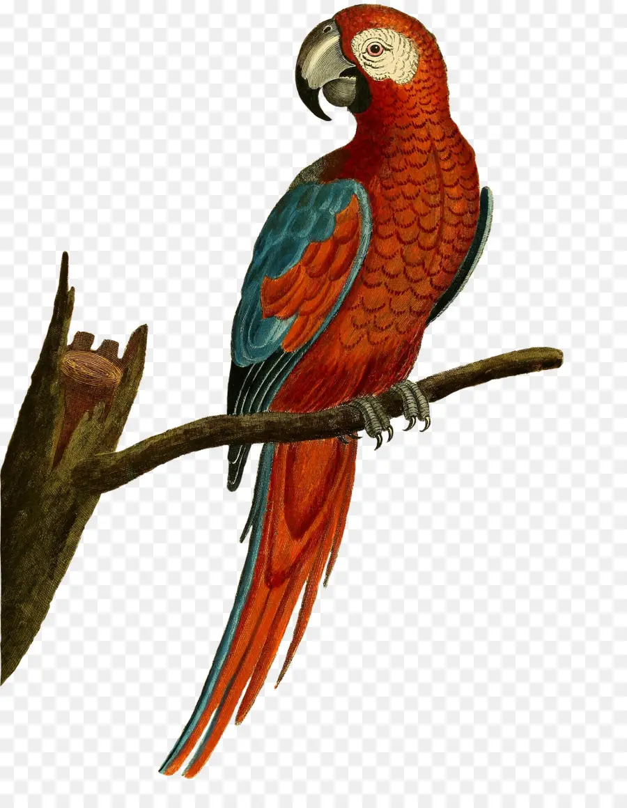 Cacatúa，Budgericar PNG