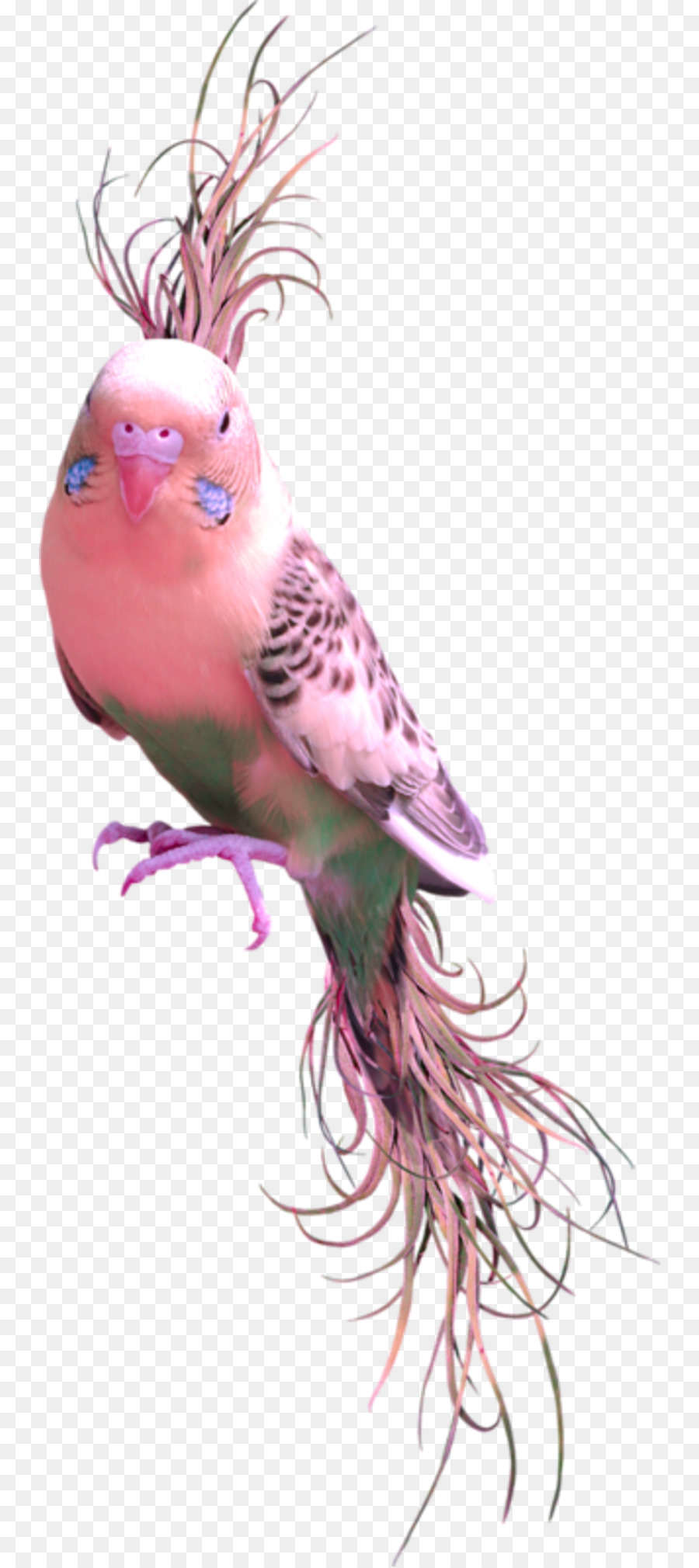 Pájaro，Perico PNG