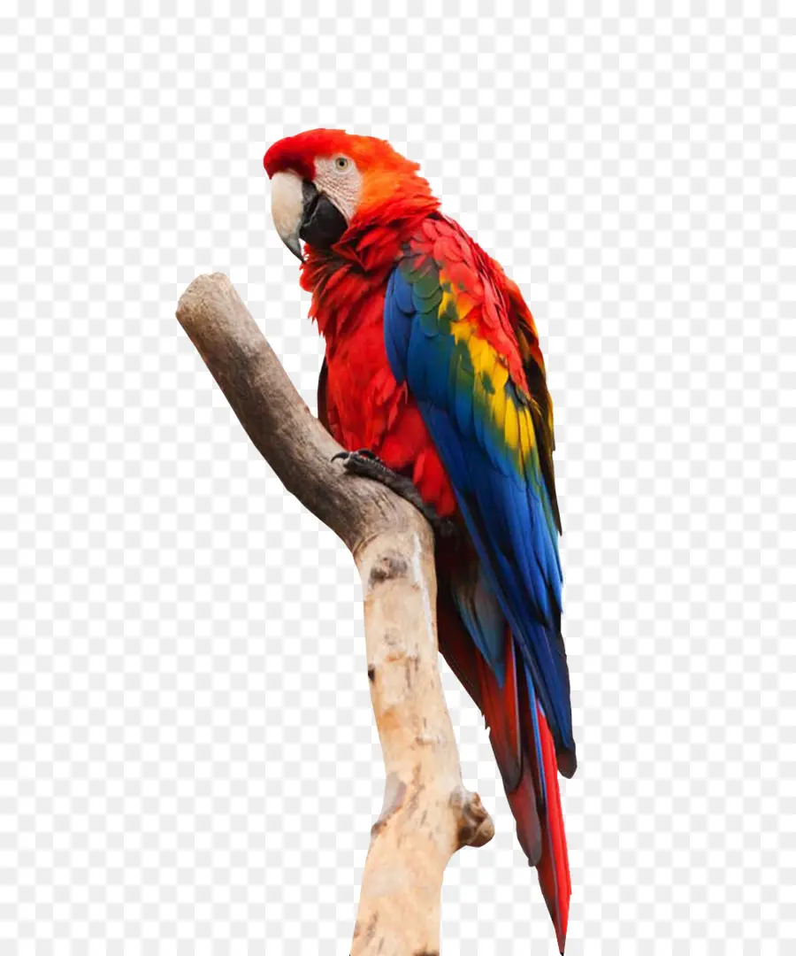 Parrot，Pájaro PNG