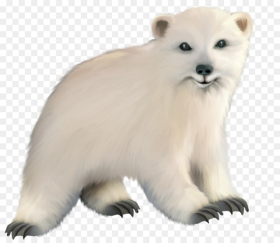 Oso Polar，Oso PNG