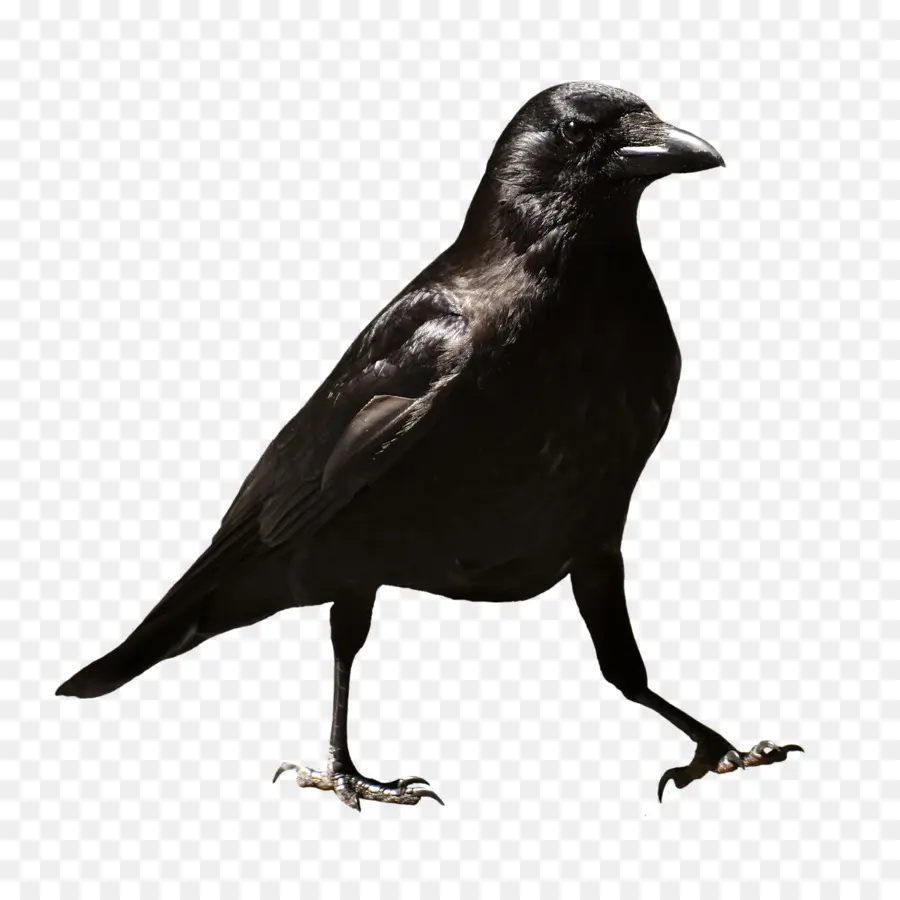 Común Raven，Camiseta PNG