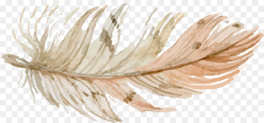 Pluma，Dibujo PNG