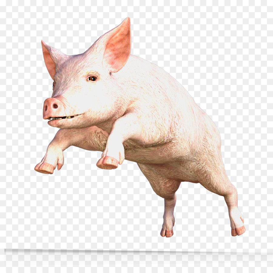 Miniatura De Cerdo，Cerdo Doméstico PNG