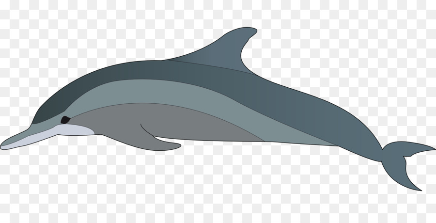 Delfines De Dibujos Animados，Marina PNG