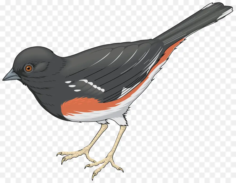 Pájaro，Los Cucos PNG