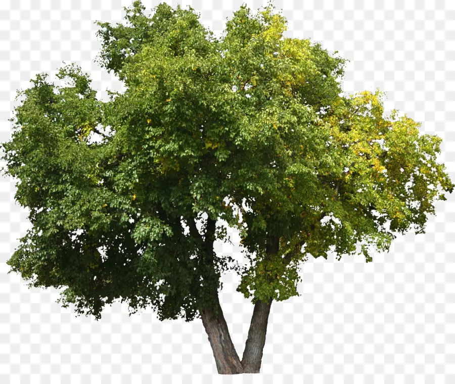 árbol，Roble PNG