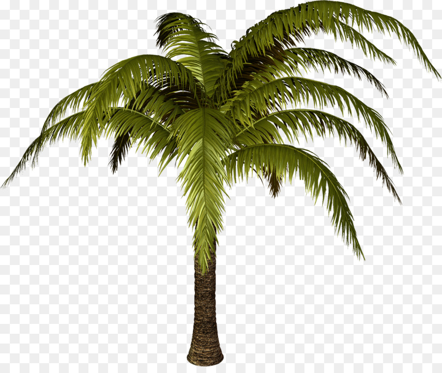 árbol，Photoscape PNG