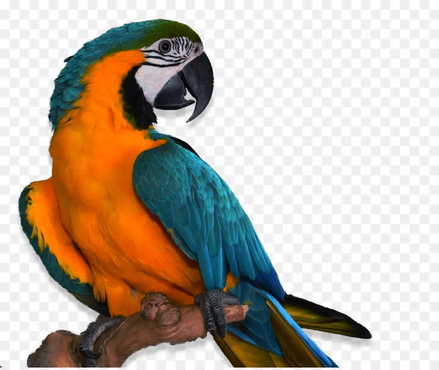 Los Loros，Pájaro PNG