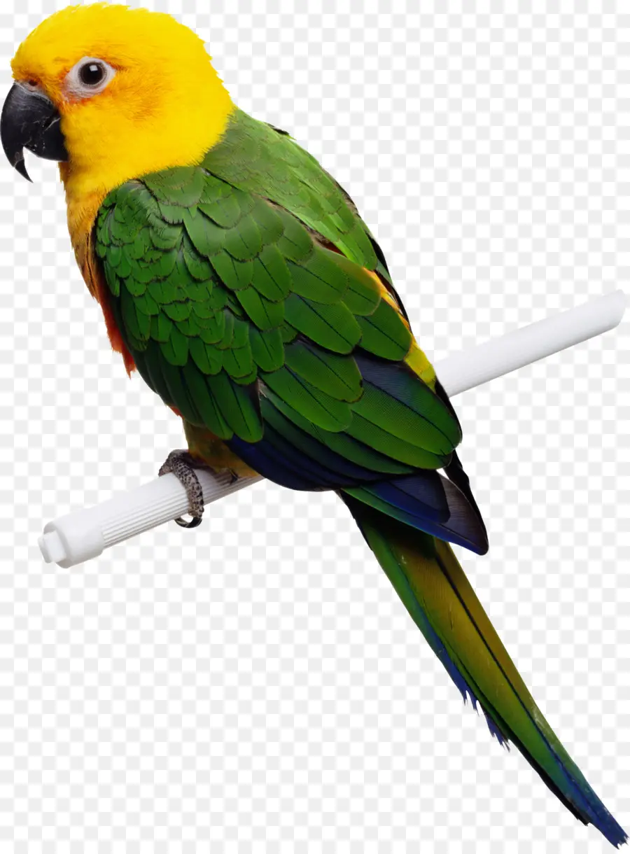 Loro Colorido，Pájaro PNG