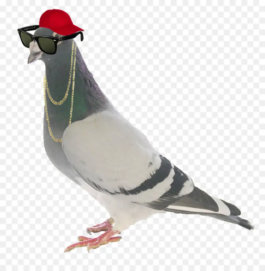 Homing Pigeon，Carreras De Homero PNG