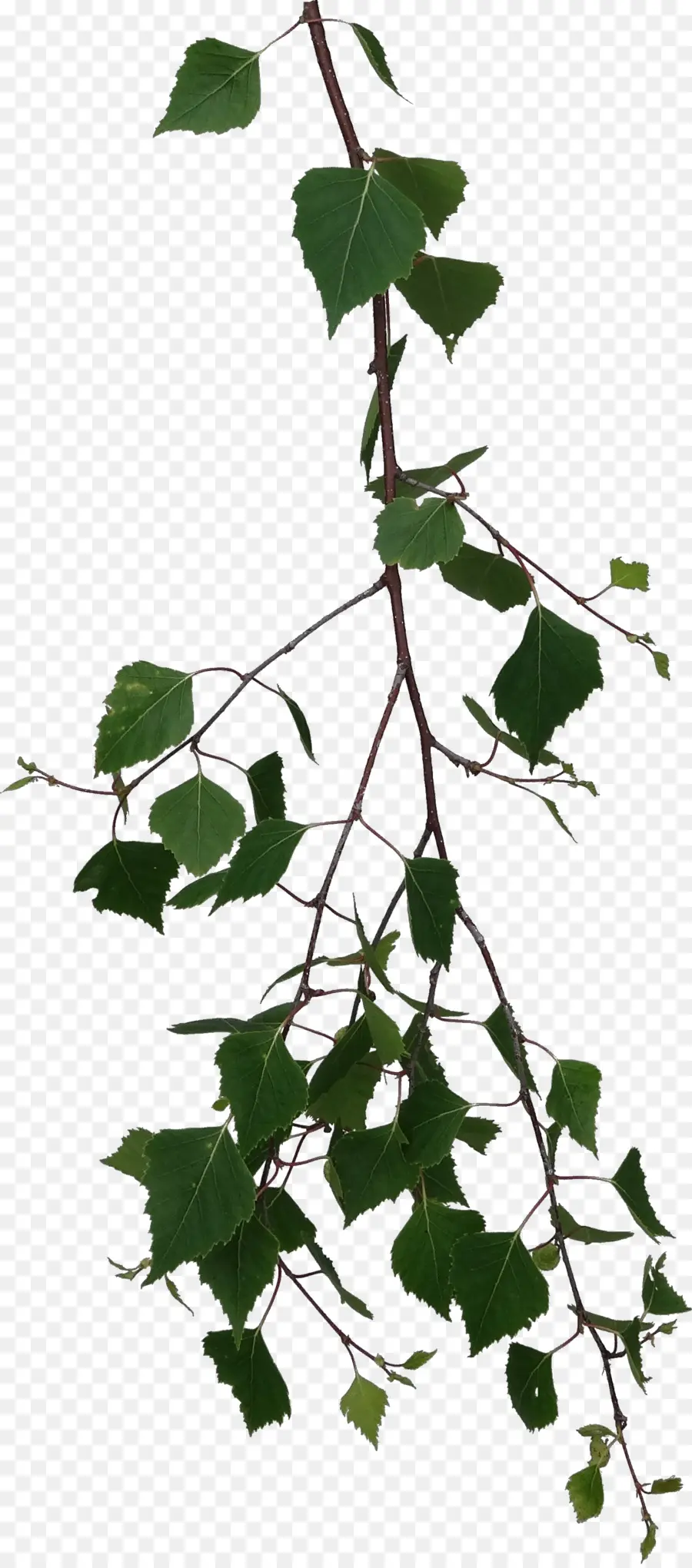 Hojas Verdes，Planta PNG