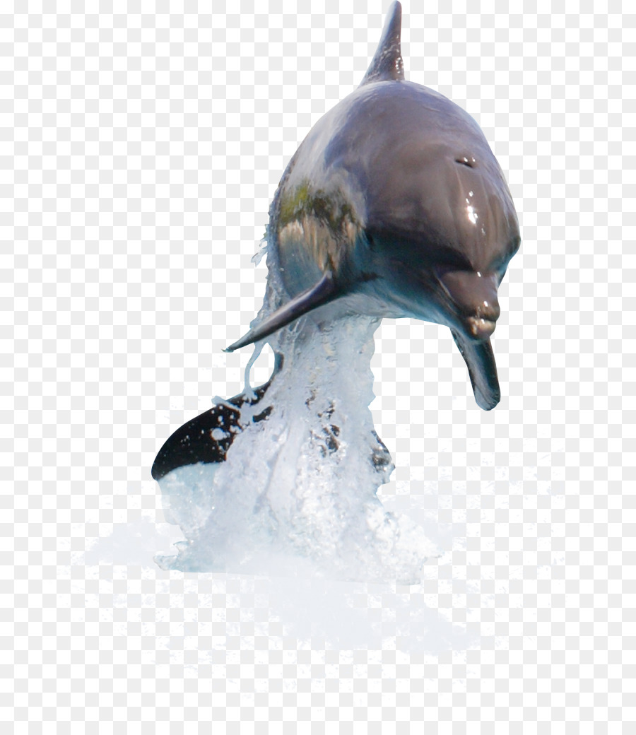Dolphin，Fondo De Escritorio PNG