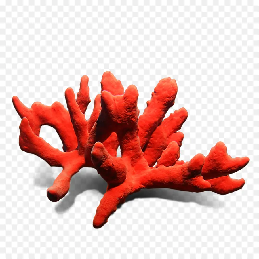 Piedra，Coral PNG