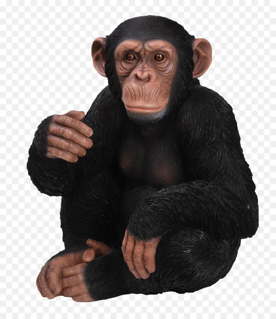 Chimpancé，Gorila PNG