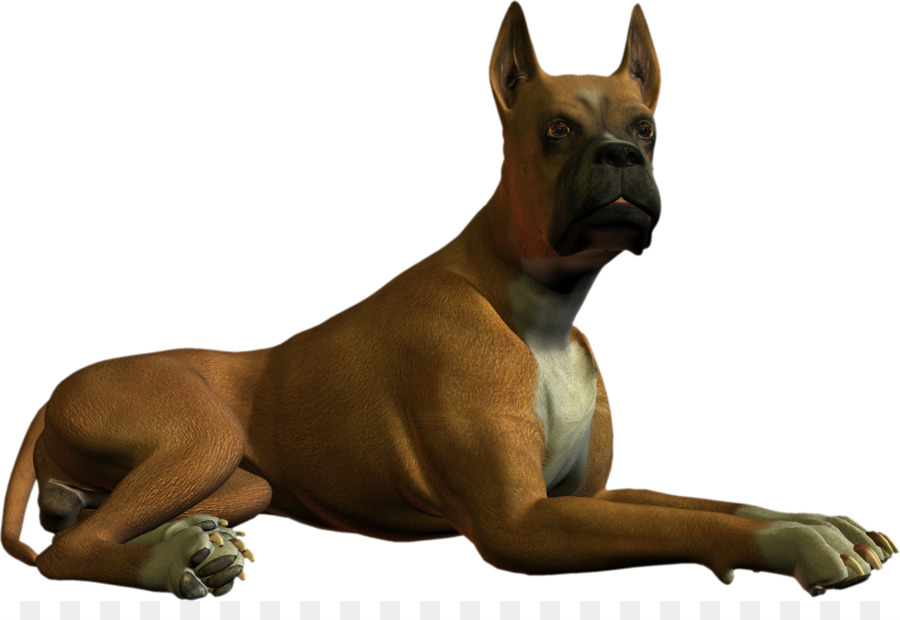 Boxer，Animal PNG