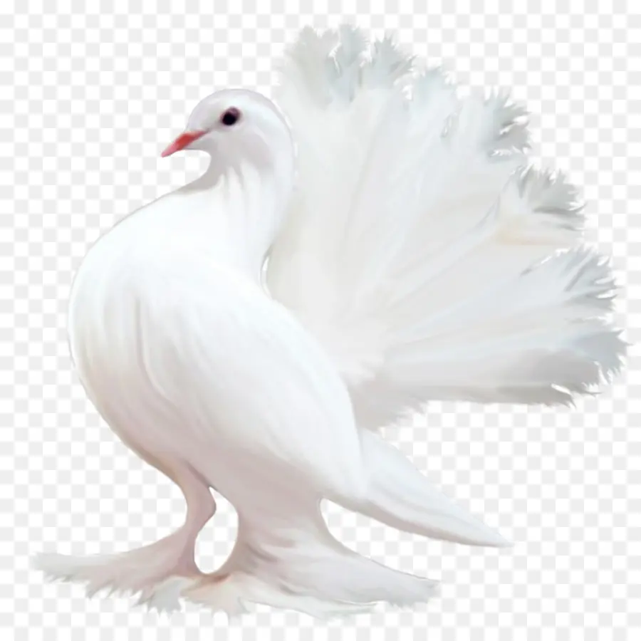 Homing Pigeon，Pájaro PNG