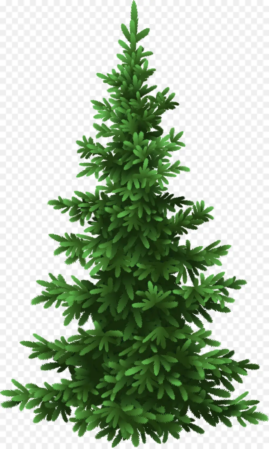 Fir，árbol PNG