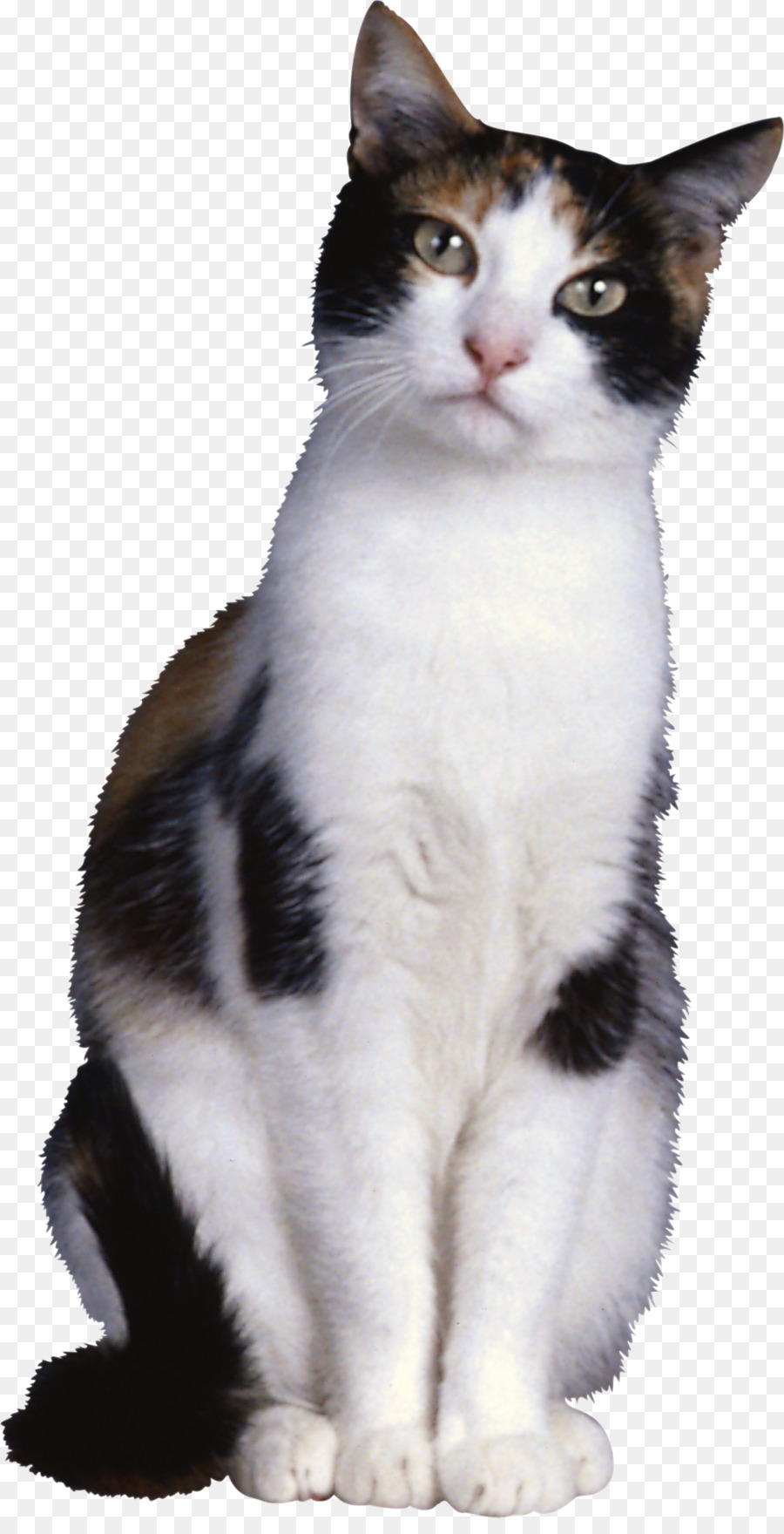 Perro，Gato PNG