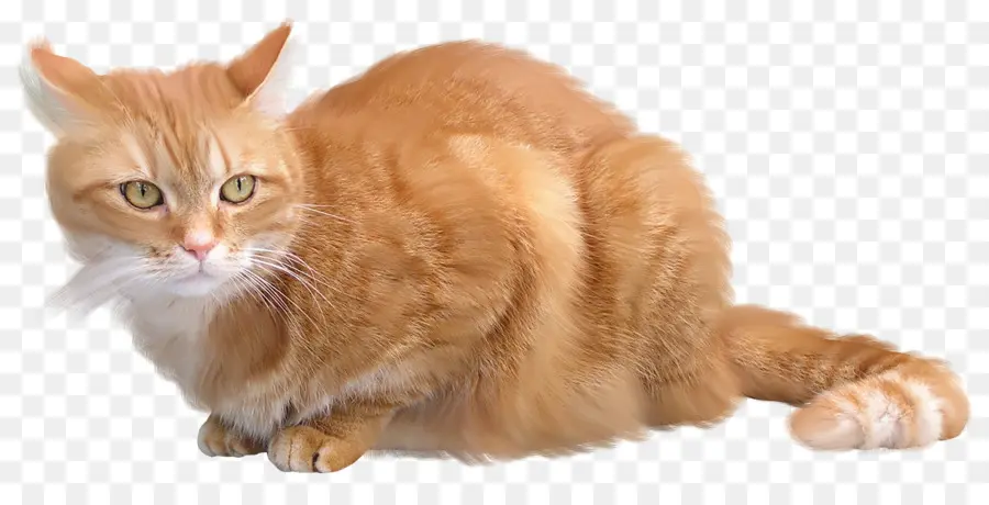 Gato，Gatito PNG