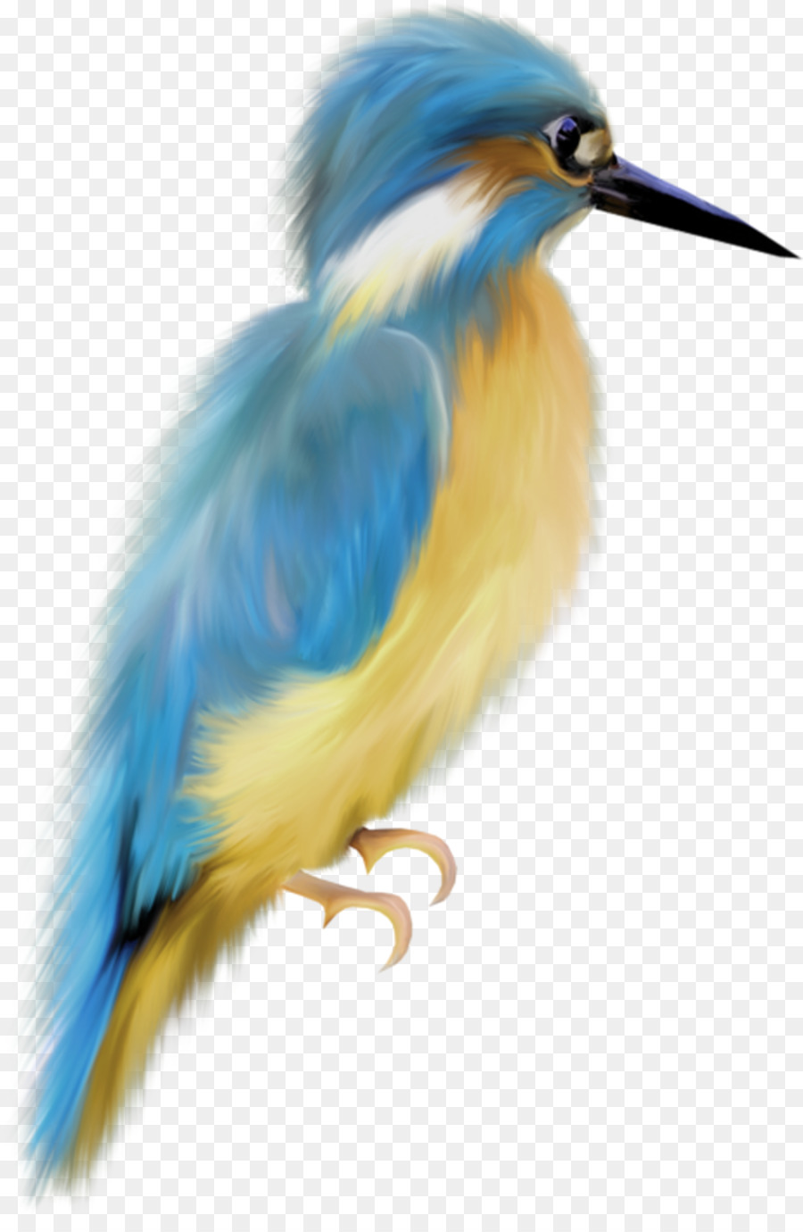 Pájaro Colorido，Plumas PNG