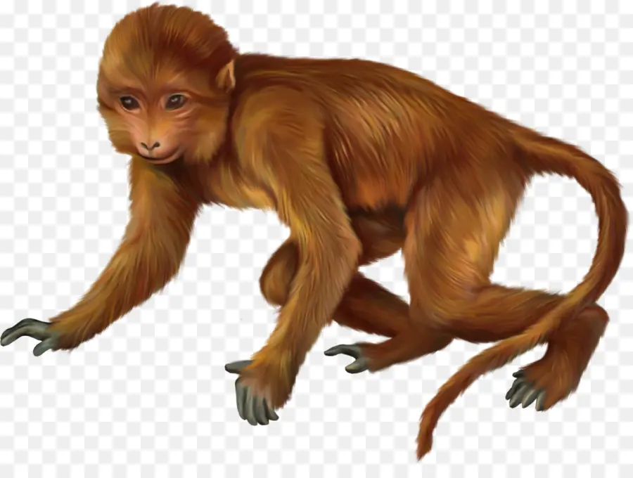 Los Primates，Mono PNG
