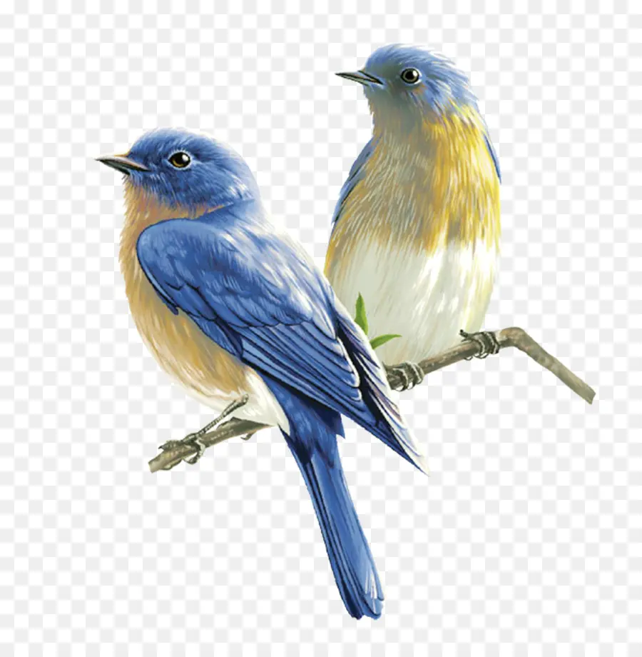 Pájaros Azules，Aves PNG